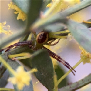 Australomisidia pilula (Lozenge-shaped Flower Spider) at Melbourne, VIC - 17 Sep 2025 by Hejor1