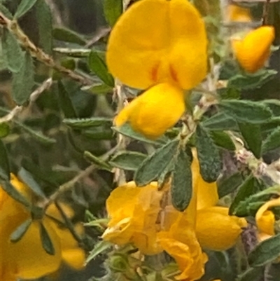 Unverified Other Wildflower or Herb at  - suppressed by pls047