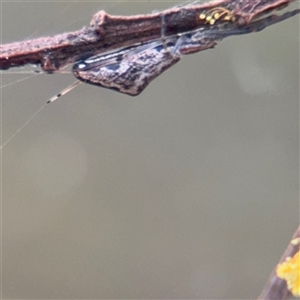 Tetragnatha demissa at Melbourne, VIC - 17 Sep 2025 by Hejor1
