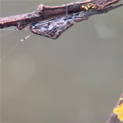Tetragnatha demissa (Crouching Long-jawed Spider) at Melbourne, VIC - 17 Sep 2025 by Hejor1