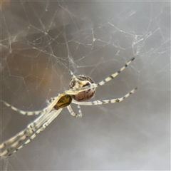 Theridiidae (family) at Melbourne, VIC - 17 Sep 2025 by Hejor1