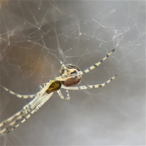 Theridiidae (family) at Melbourne, VIC - 17 Sep 2025 by Hejor1