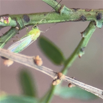 Chironomidae (family) (Non-biting Midge) at Melbourne, VIC - 17 Sep 2025 by Hejor1