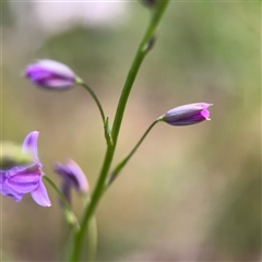 Arthropodium strictum at Melbourne, VIC - 17 Sep 2025 by Hejor1
