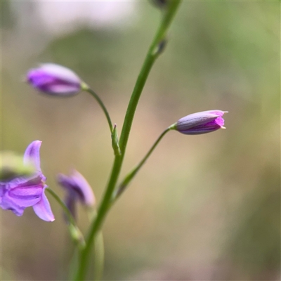 Arthropodium strictum at Melbourne, VIC - 17 Sep 2025 by Hejor1