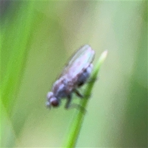 Calyptrate (subsection) (Unidentified house-flies, blow-flies and their allies) at Melbourne, VIC - 17 Sep 2025 by Hejor1