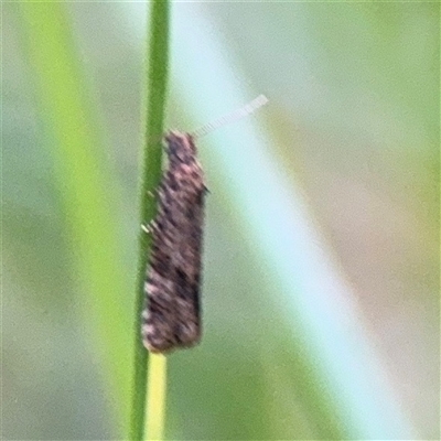 Isochorista (genus) (A Tortricid moth) at Melbourne, VIC - 17 Sep 2025 by Hejor1