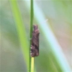 Isochorista (genus) at Melbourne, VIC - 17 Sep 2025 05:38 PM