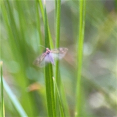 Isochorista (genus) at Melbourne, VIC - 17 Sep 2025 05:38 PM