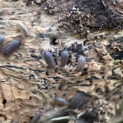 Porcellio scaber (Common slater) at Melbourne, VIC - 17 Sep 2025 by Hejor1