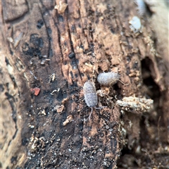 Porcellio scaber at Melbourne, VIC - 17 Sep 2025 05:40 PM