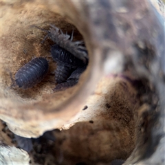 Porcellio scaber at Melbourne, VIC - 17 Sep 2025 05:40 PM