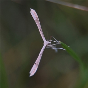 Stenoptilia zophodactylus (Dowdy Plume Moth) at Melbourne, VIC - 17 Sep 2025 by Hejor1