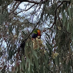 Trichoglossus moluccanus (Rainbow Lorikeet) at Melbourne, VIC - 17 Sep 2025 by Hejor1