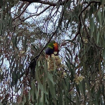 Trichoglossus moluccanus (Rainbow Lorikeet) at Melbourne, VIC - 17 Sep 2025 by Hejor1