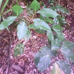 Archidendron lucyi (scarlet bean) at Syndicate, QLD - 19 Aug 2014 by JasonPStewart