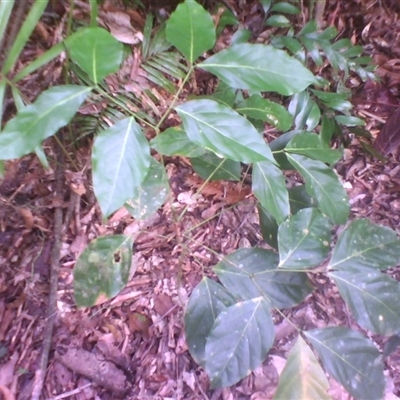 Archidendron lucyi (scarlet bean) at Syndicate, QLD - 19 Aug 2014 by JasonPStewart