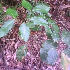 Archidendron lucyi at Syndicate, QLD - 19 Aug 2014 01:13 PM