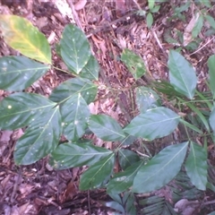 Archidendron lucyi at Syndicate, QLD - 19 Aug 2014 01:13 PM