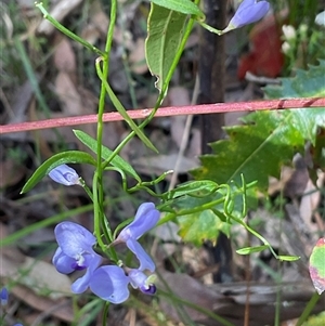 Comesperma volubile (Love Creeper) at Ulladulla, NSW - 17 Sep 2025 by Jennybach