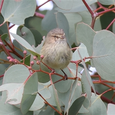 Smicrornis brevirostris (Weebill) at Wodonga, VIC - 17 Sep 2025 by KylieWaldon