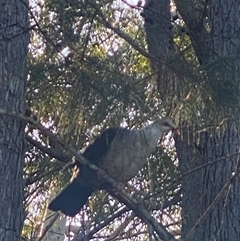 Columba leucomela (White-headed Pigeon) by pls047