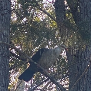 Columba leucomela (White-headed Pigeon) at Bonny Hills, NSW - 31 Aug 2025 by pls047