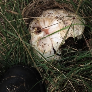 Agaricus sp. (Agaricus) at Franklin, ACT - 13 Mar 2022 by AndyRoo