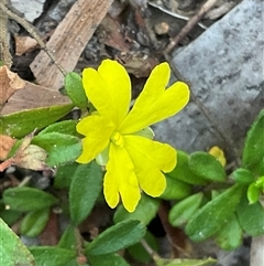 Hibbertia linearis at Ulladulla, NSW - 17 Sep 2025 by Jennybach