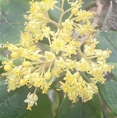 Pomaderris (genus) by pls047