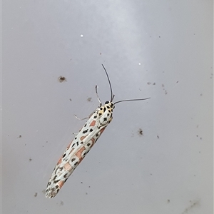 Utetheisa pulchelloides (Heliotrope Moth) at Penrose, NSW - 17 Sep 2025 by Aussiegall