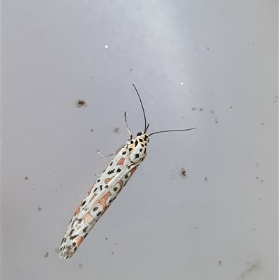 Utetheisa pulchelloides (Heliotrope Moth) at Penrose, NSW - 17 Sep 2025 by Aussiegall