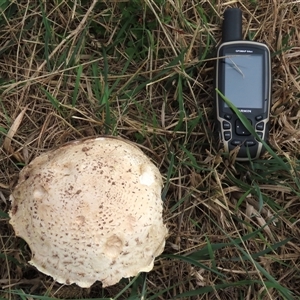 Agaricus sp. (Agaricus) at Franklin, ACT - 13 Mar 2022 by AndyRoo