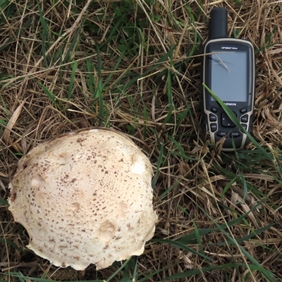 Agaricus sp. (Agaricus) at Franklin, ACT - 13 Mar 2022 by AndyRoo