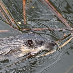 Hydromys chrysogaster (Rakali or Water Rat) at Kingston, ACT - 16 Sep 2025 by davidcunninghamwildlife