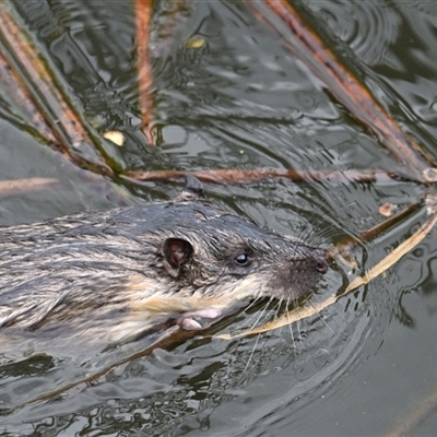 Hydromys chrysogaster (Rakali or Water Rat) at Kingston, ACT - 16 Sep 2025 by davidcunninghamwildlife