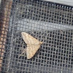 Scopula rubraria (Reddish Wave, Plantain Moth) at Penrose, NSW - 17 Sep 2025 by Aussiegall