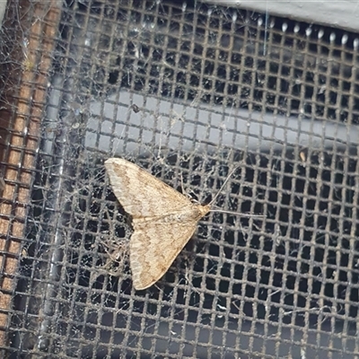 Scopula rubraria (Reddish Wave, Plantain Moth) at Penrose, NSW - 17 Sep 2025 by Aussiegall