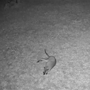 Notamacropus rufogriseus (Red-necked Wallaby) at Blaxlands Creek, NSW - 17 Sep 2025 by ajc047
