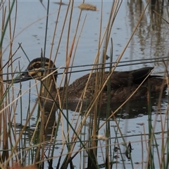 Anas superciliosa (Pacific Black Duck) at Mitchell, ACT - 13 Mar 2022 by AndyRoo