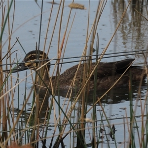 Anas superciliosa (Pacific Black Duck) at Mitchell, ACT - 13 Mar 2022 by AndyRoo