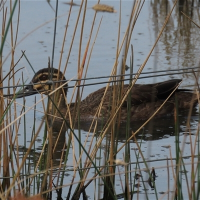 Anas superciliosa (Pacific Black Duck) at Mitchell, ACT - 13 Mar 2022 by AndyRoo