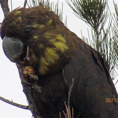 Calyptorhynchus lathami lathami (Glossy Black-Cockatoo) at Marulan, NSW - 6 Oct 2020 by GITM1
