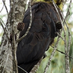 Calyptorhynchus lathami lathami at Marulan, NSW - suppressed
