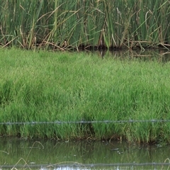Paspalum distichum (Water Couch) at Mitchell, ACT - 13 Mar 2022 by AndyRoo