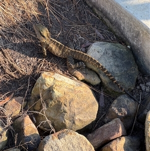 Intellagama lesueurii lesueurii (Eastern Water Dragon) at Saint Lucia, QLD - 18 Sep 2025 by DAdeGroot