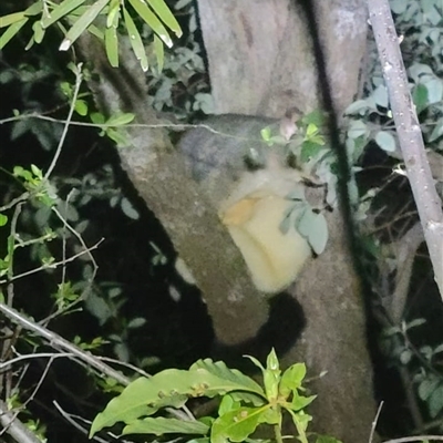 Trichosurus vulpecula (Common Brushtail Possum) at Baranduda, VIC - 17 Sep 2025 by hannahfish