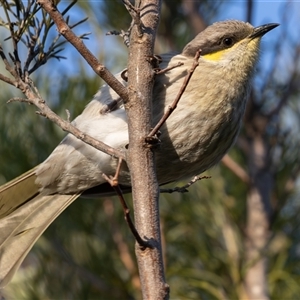 Gavicalis virescens (Singing Honeyeater) at Campbell, ACT - 18 Sep 2025 by rawshorty