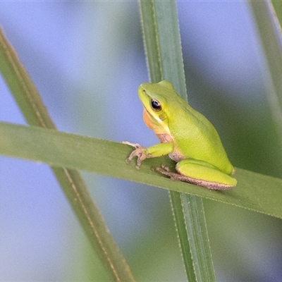 Litoria fallax (Eastern Dwarf Tree Frog) at Saint Lucia, QLD - 18 Sep 2025 by DAdeGroot