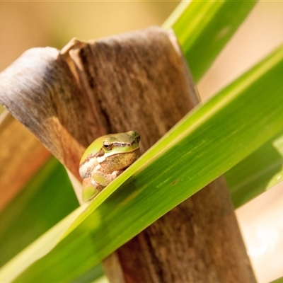 Litoria fallax (Eastern Dwarf Tree Frog) at Saint Lucia, QLD - 18 Sep 2025 by DAdeGroot